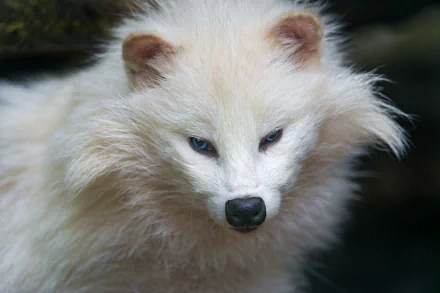 Fluffy white raccoon dog close-up with one pale blue eye and one dark eye, intense gaze against a dark backdrop — 4K Ultra HD PC desktop wallpaper.