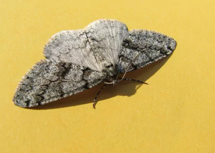 Animal moth HD Desktop Wallpaper | Background Image
