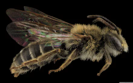 Animal bee HD Desktop Wallpaper | Background Image