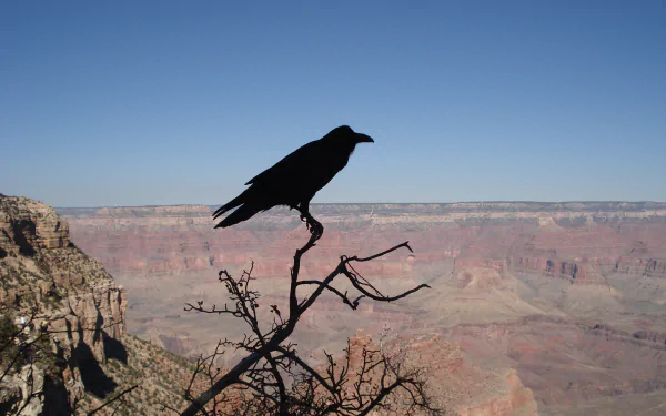 Animal raven HD Desktop Wallpaper | Background Image