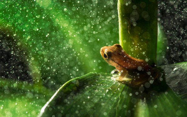 Wallpapers De Ranas En Hd Fondos De Pantalla De Ranas