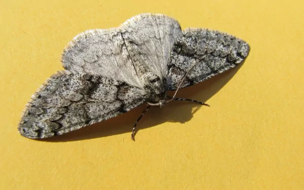 Animal moth HD Desktop Wallpaper | Background Image