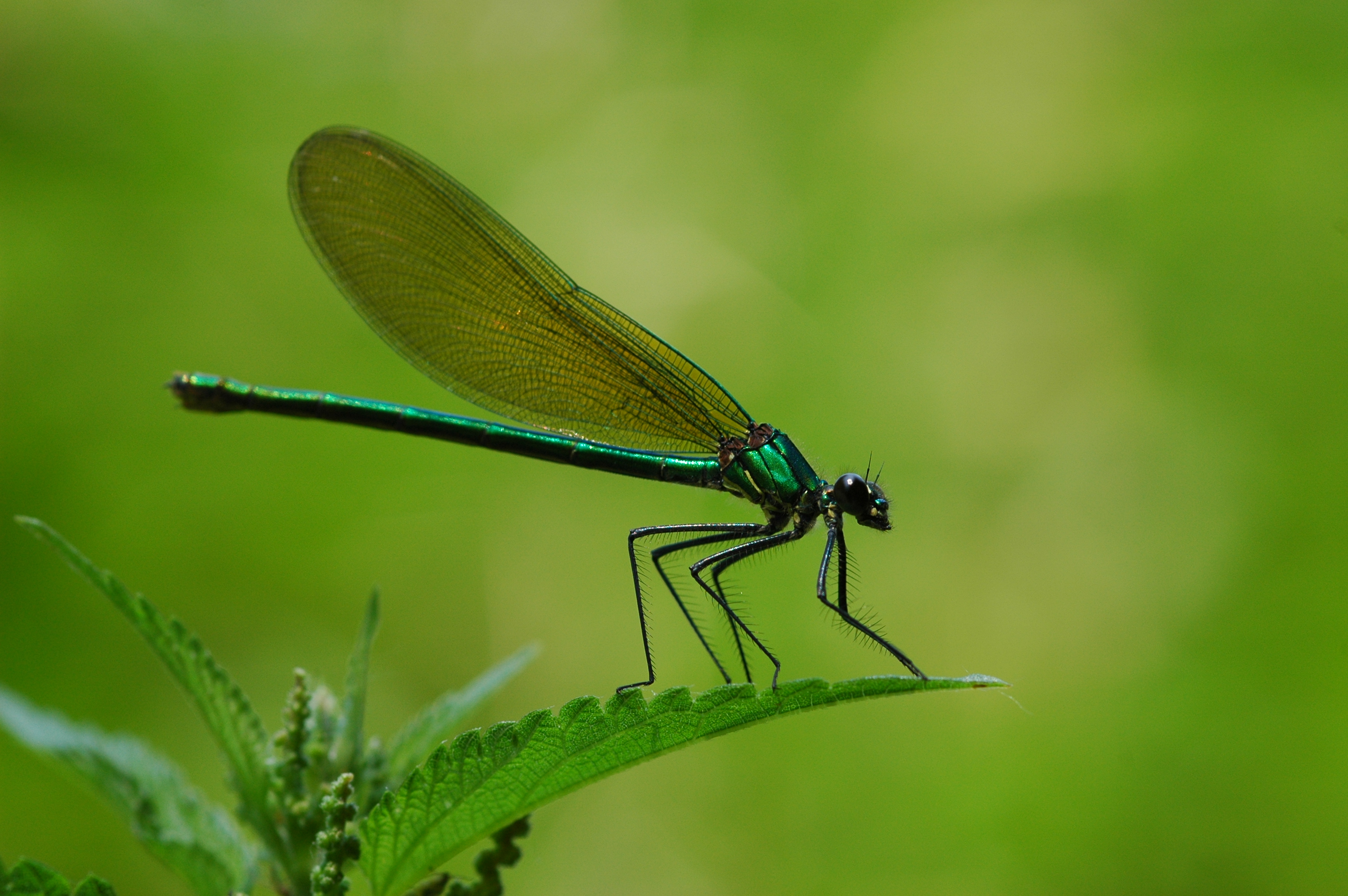 Dragonfly Full HD Wallpaper and Background Image | 3008x2000 | ID:588142