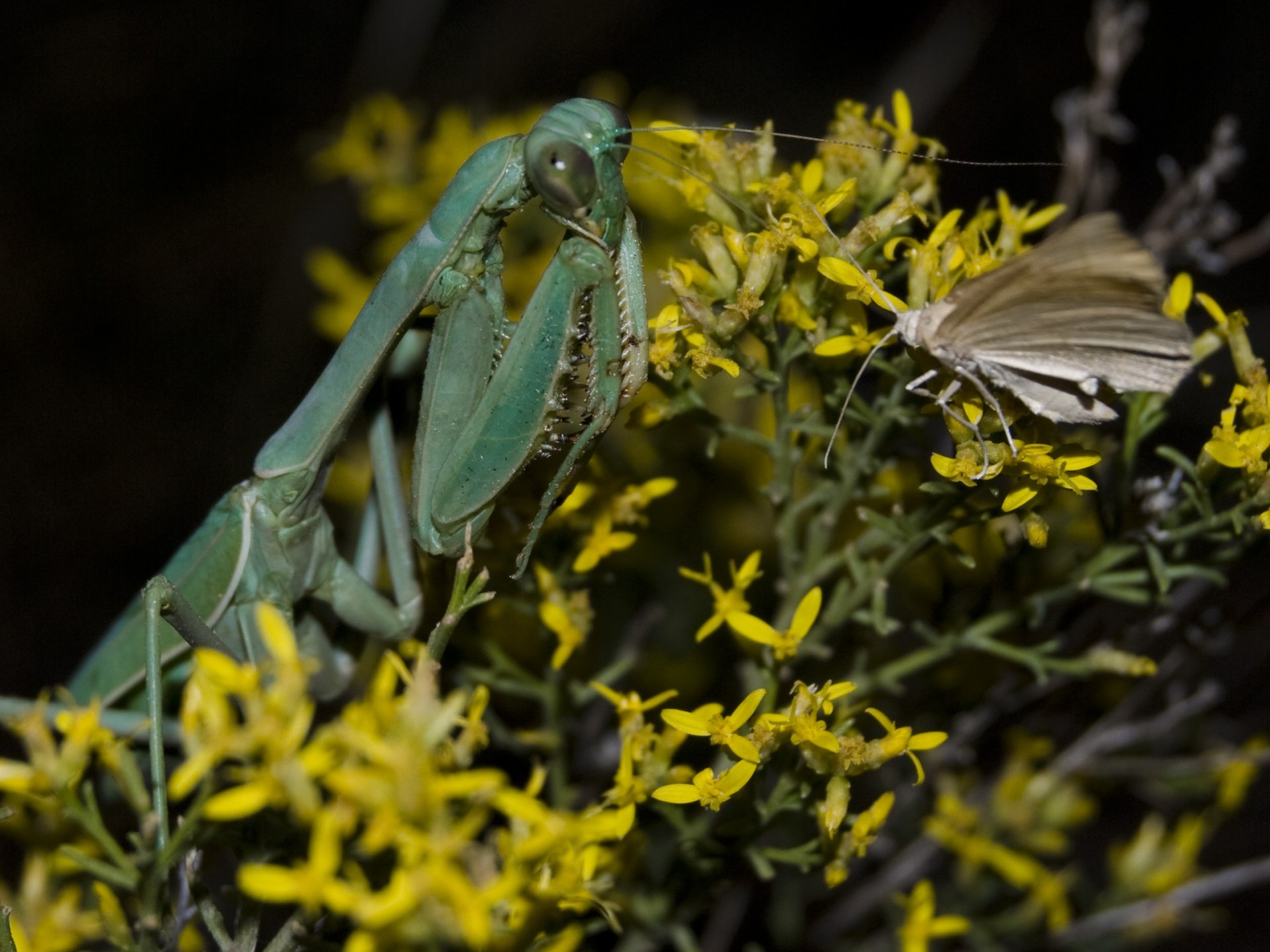 Download Animal Praying Mantis HD Wallpaper
