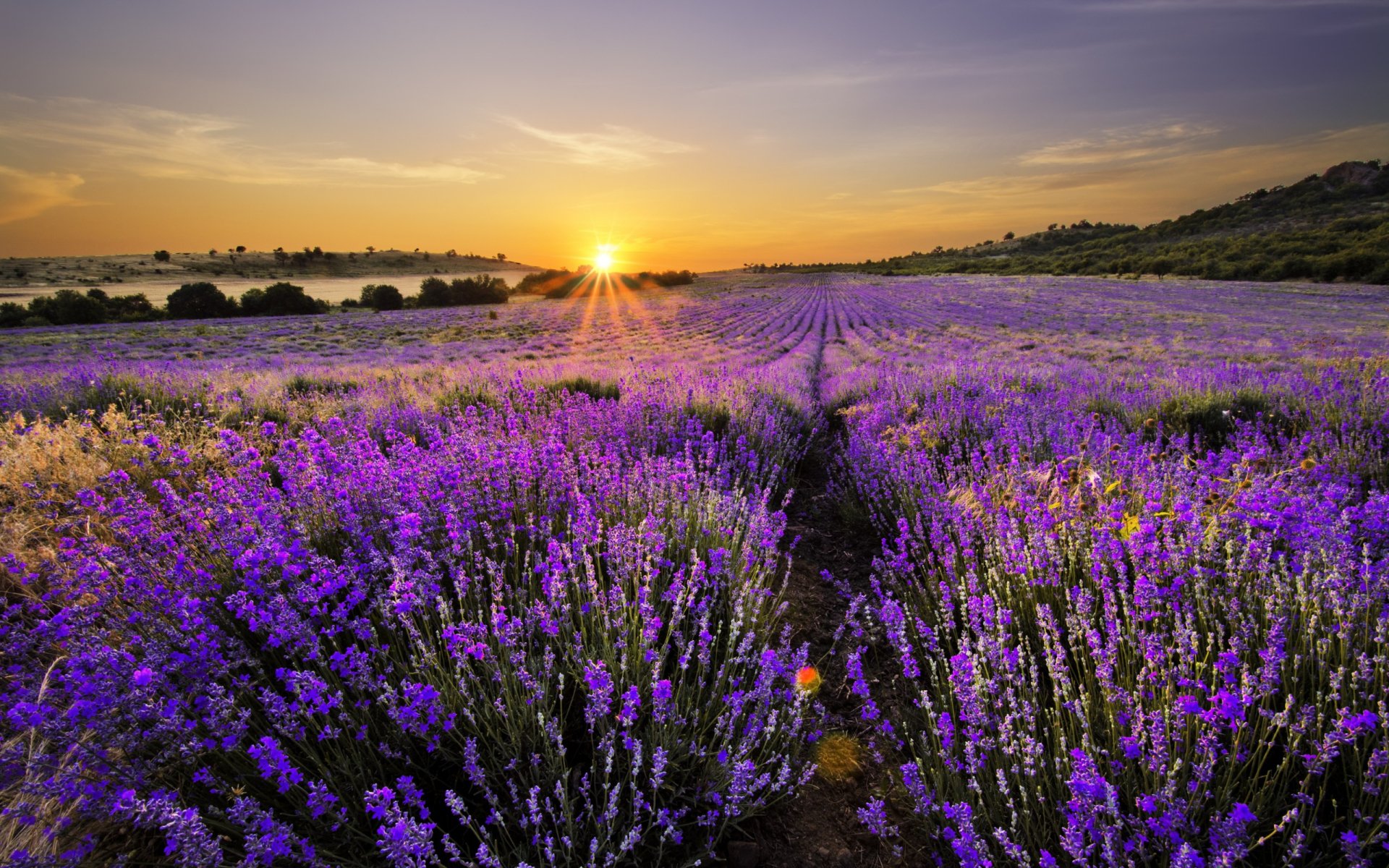 Lavande Full HD Fond d’écran and Arrière-Plan | 2560x1600 | ID:588338