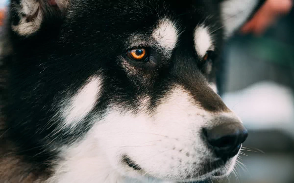Animal husky HD Desktop Wallpaper | Background Image