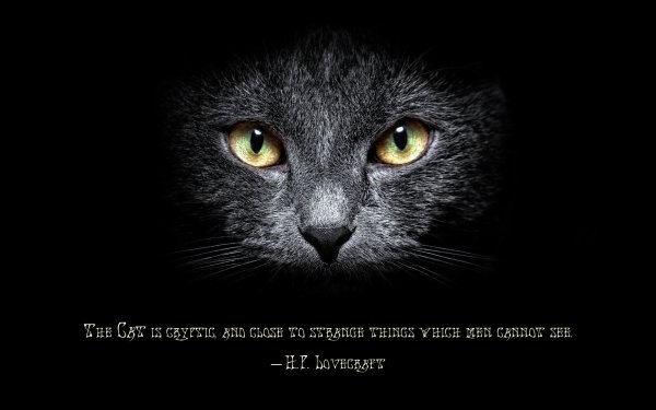 Misc Quote H.P. Lovecraft Cat HD Wallpaper | Background Image