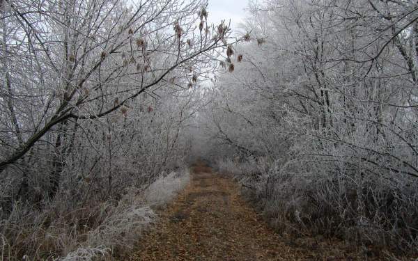 nature path HD Desktop Wallpaper | Background Image