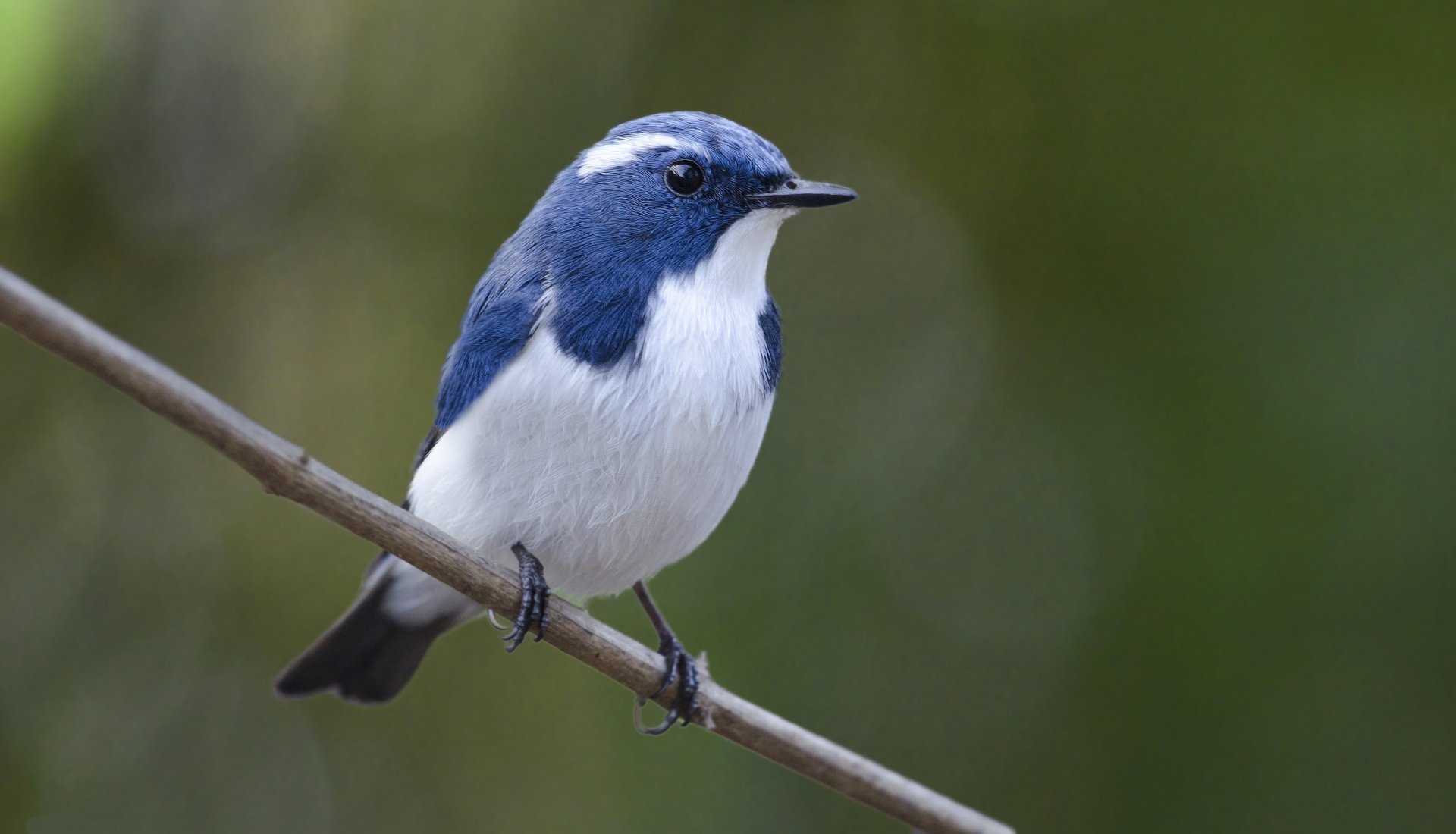 Blue-and-white flycatcher perched on a thin branch with soft green bokeh — Animal; 2K Quad HD PC desktop wallpaper.