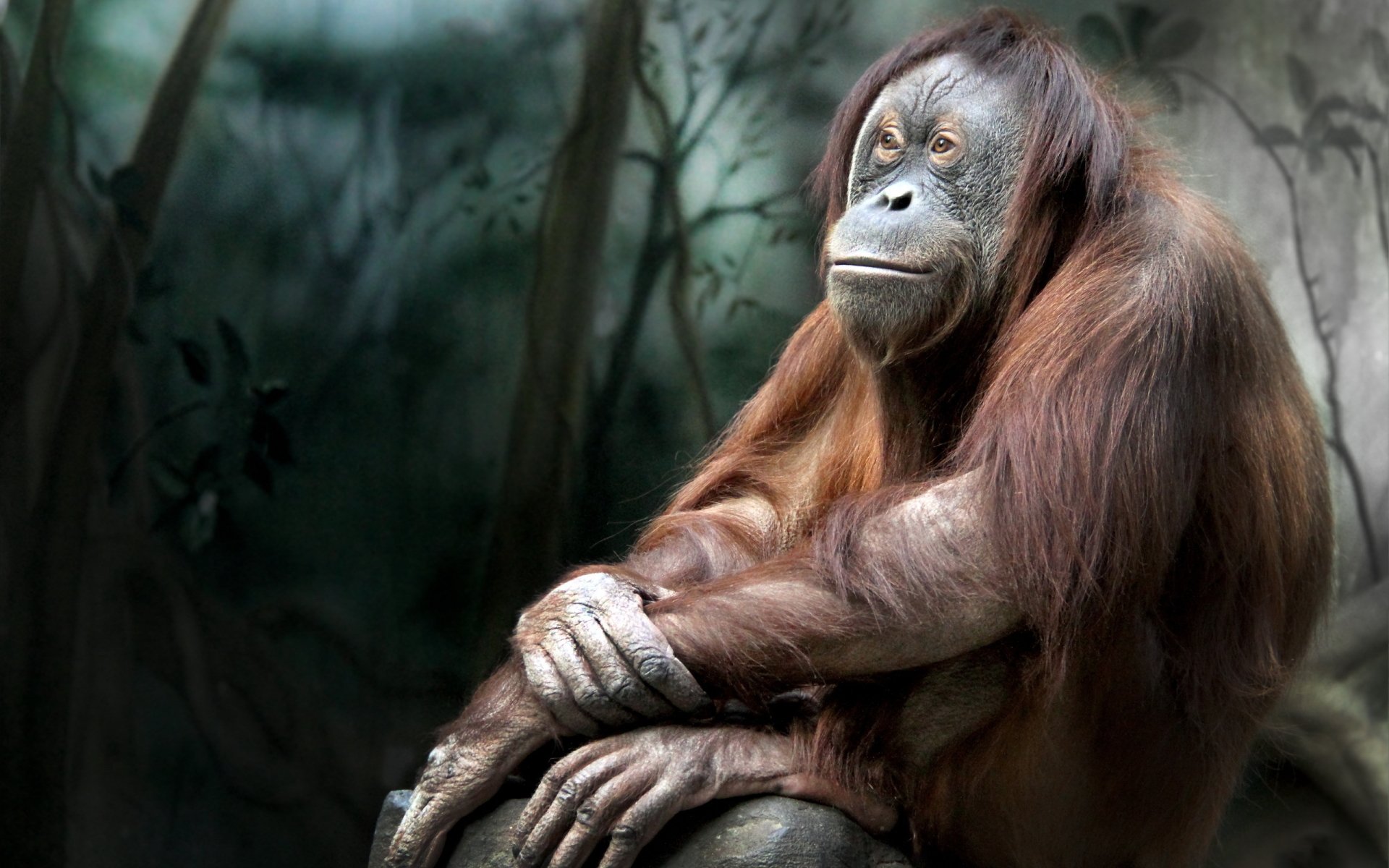 Orangutan HD Wallpaper Background Image 2560x1600 ID 