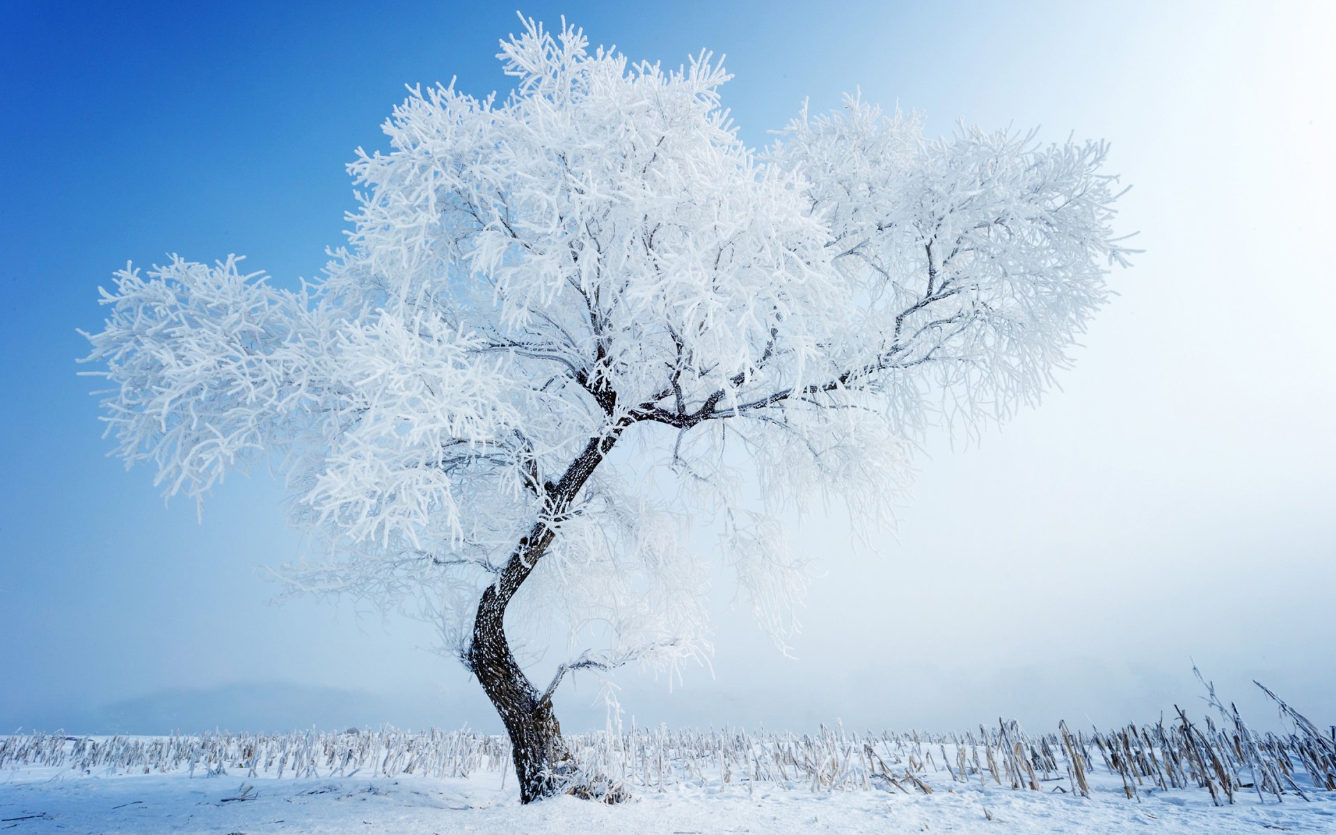 Frosted lone tree in a white snowy winter landscape beneath a clear blue sky — 2K Quad HD PC desktop wallpaper/background.