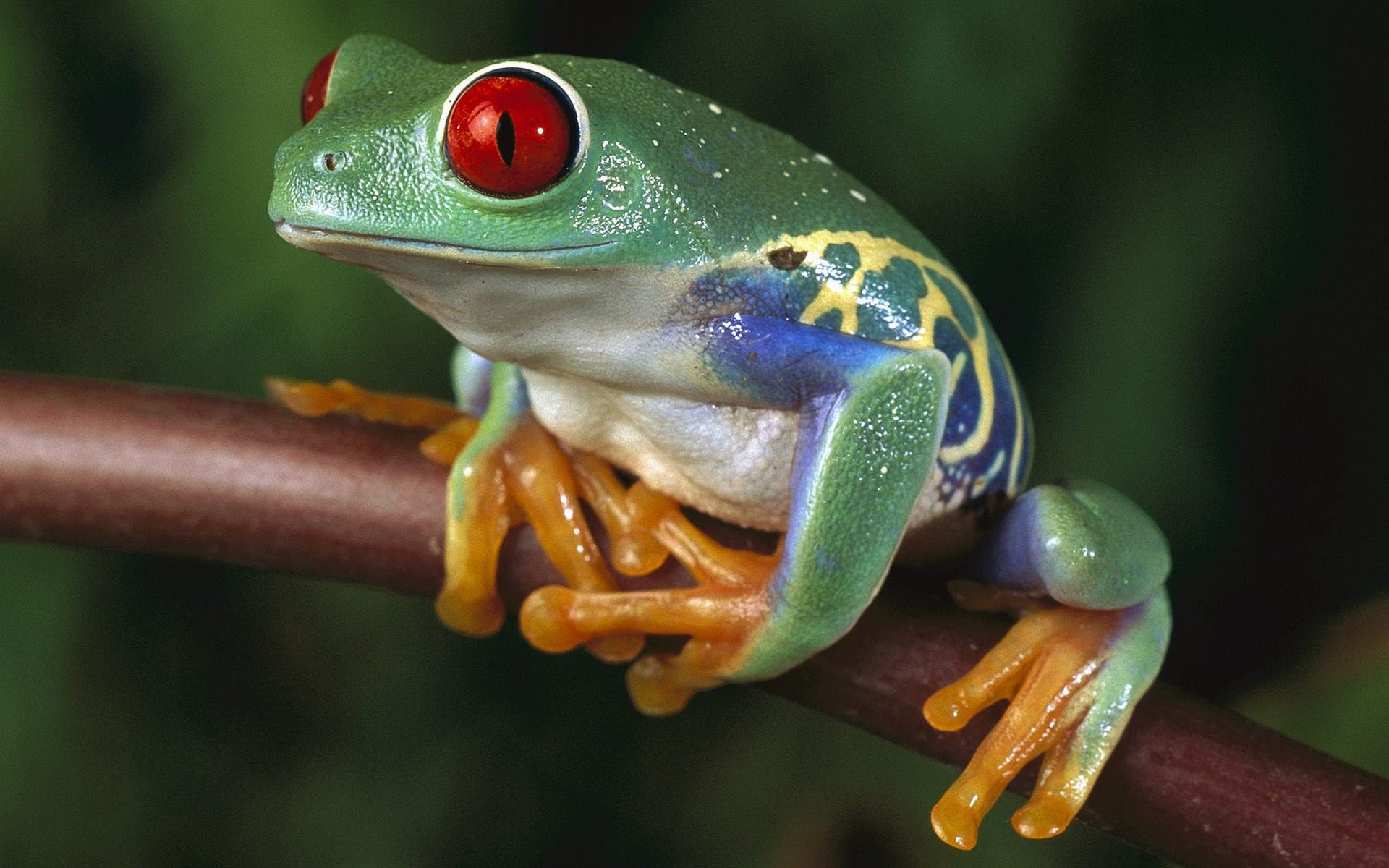 Download Animal Red-eyed Tree Frog HD Wallpaper
