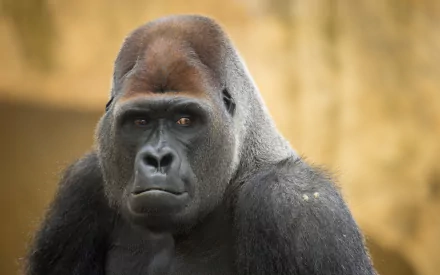 A close-up of a gorilla's face, showcasing its powerful features and intense gaze, serves as a striking HD desktop wallpaper and background.