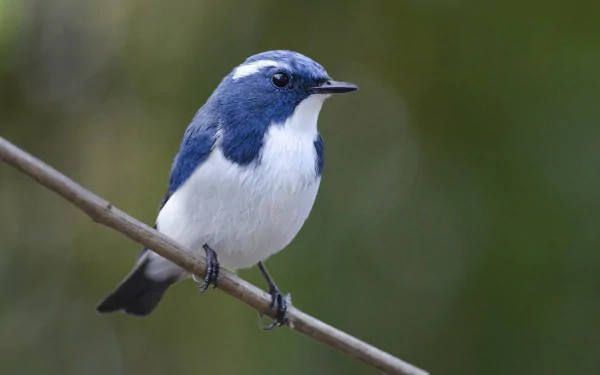 Blue-and-white flycatcher perched on a thin branch with soft green bokeh — Animal; 2K Quad HD PC desktop wallpaper.