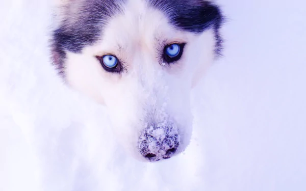 Animal husky HD Desktop Wallpaper | Background Image