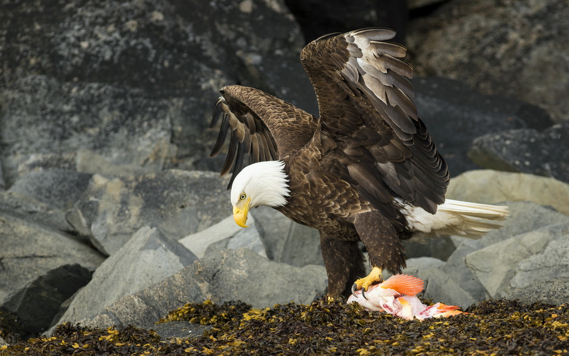 Bald Eagle HD Wallpaper