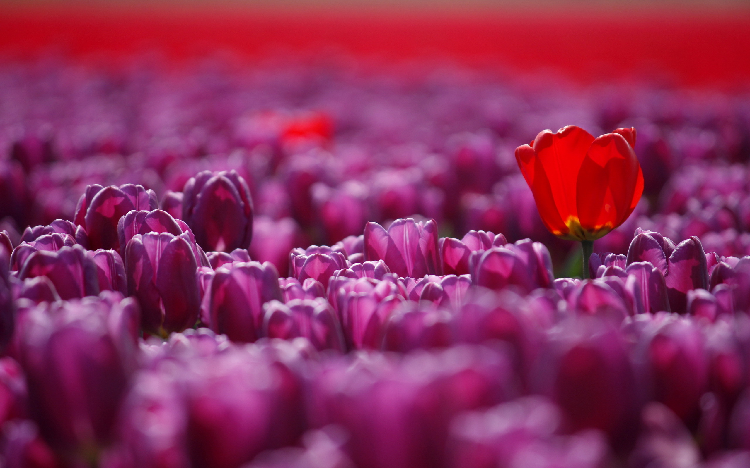 Nature Tulip HD Wallpaper