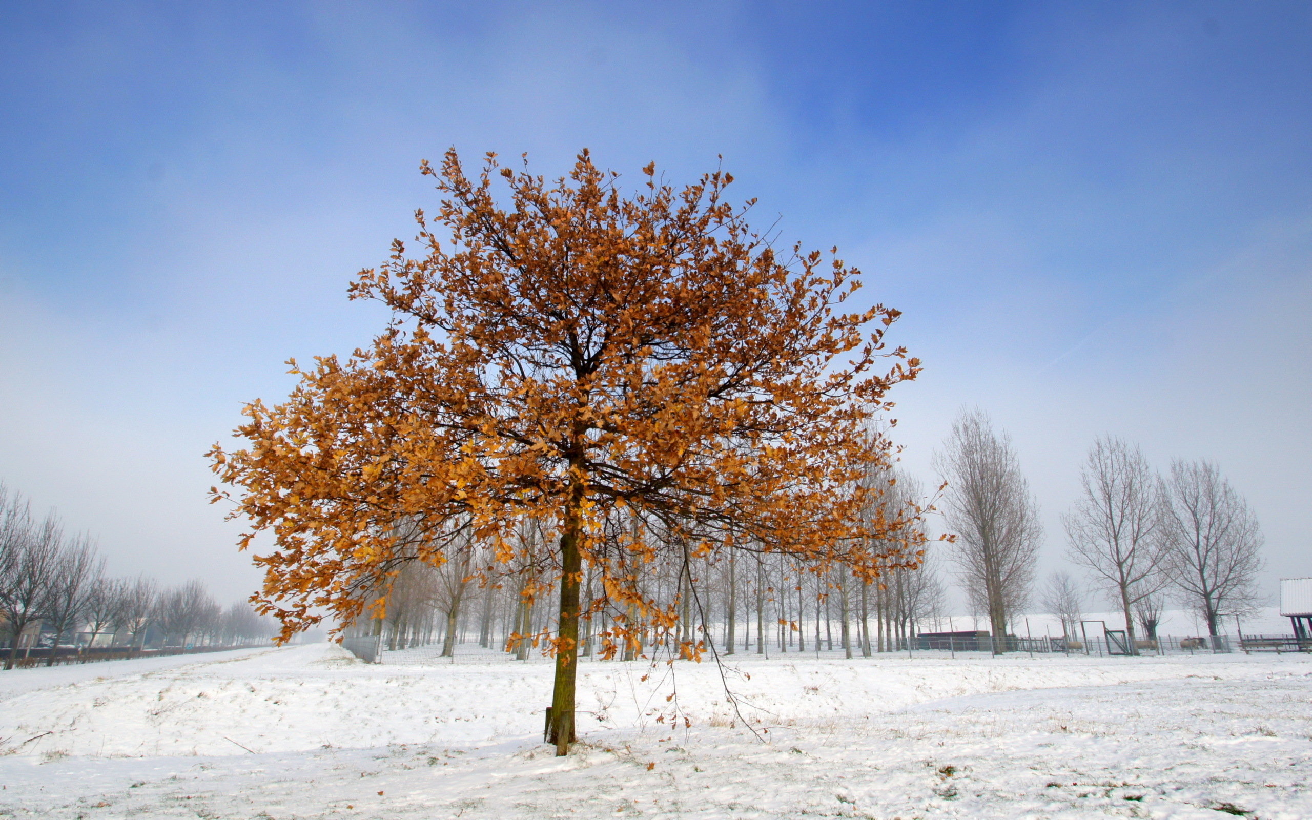Download Nature Tree HD Wallpaper