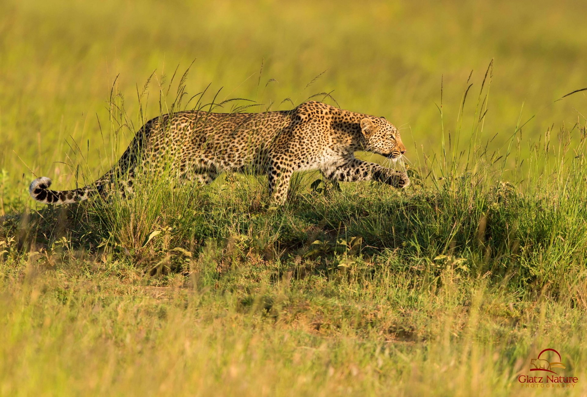 HD PC desktop wallpaper/background from Kenia: a leopard prowling through tall grassy savanna, its spotted coat lit by golden light.