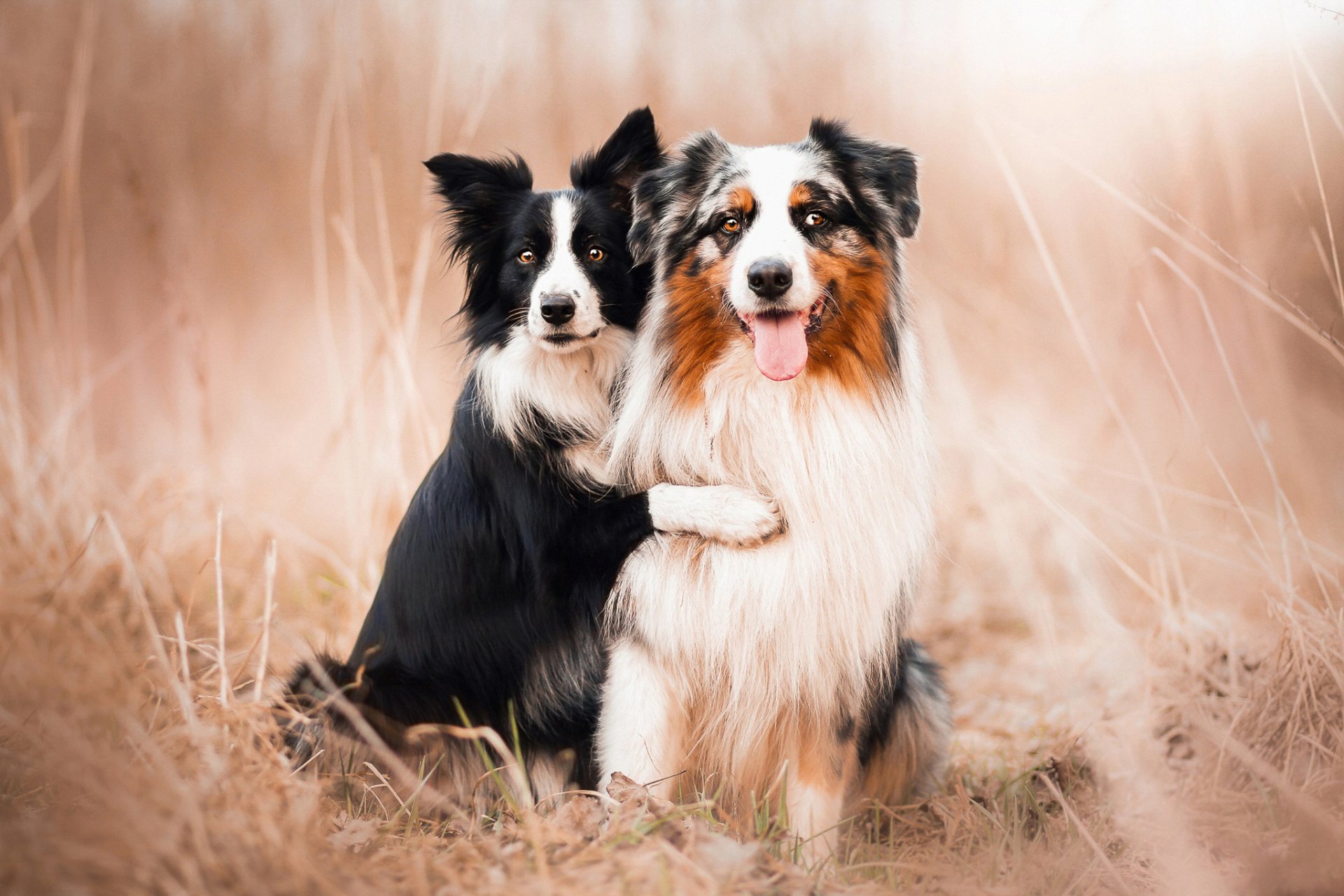 Download Animal Dog HD Wallpaper | 2048x1365 | Wallpaper Abyss