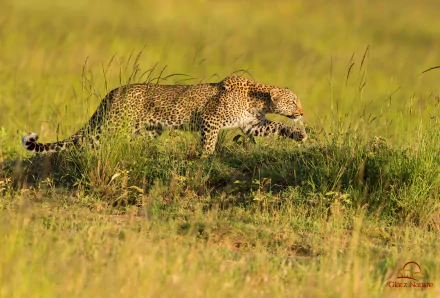 HD PC desktop wallpaper/background from Kenia: a leopard prowling through tall grassy savanna, its spotted coat lit by golden light.