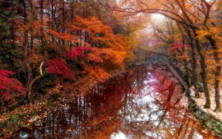 Morning fog in a Jangsung forest, South Korea: vivid red and orange fall foliage arching over a glassy river reflecting autumn colors — HD desktop wallpaper.