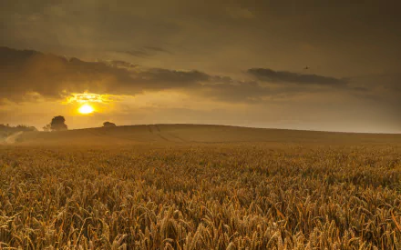 nature wheat HD Desktop Wallpaper | Background Image