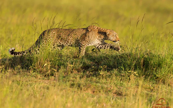 HD PC desktop wallpaper/background from Kenia: a leopard prowling through tall grassy savanna, its spotted coat lit by golden light.