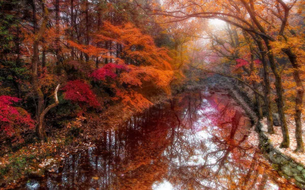 Morning fog in a Jangsung forest, South Korea: vivid red and orange fall foliage arching over a glassy river reflecting autumn colors — HD desktop wallpaper.