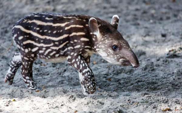 HD desktop wallpaper featuring a young tapir with distinct striped and spotted markings walking on a sandy surface.