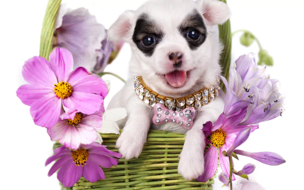 Animal puppy HD Desktop Wallpaper | Background Image