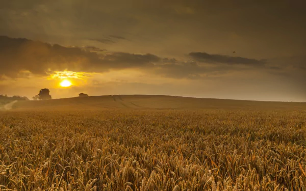 nature wheat HD Desktop Wallpaper | Background Image