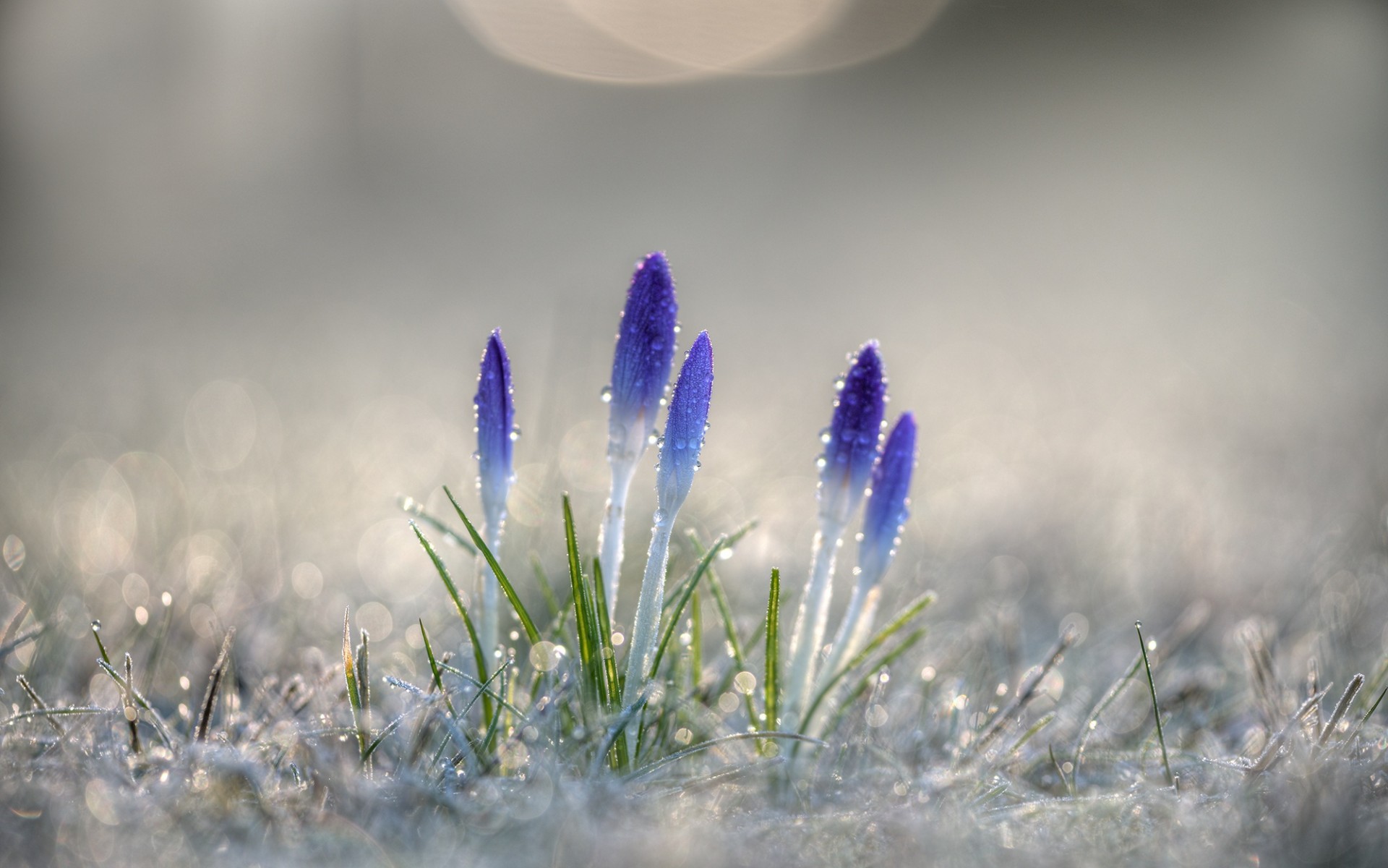 Photography Macro HD Wallpaper | Background Image