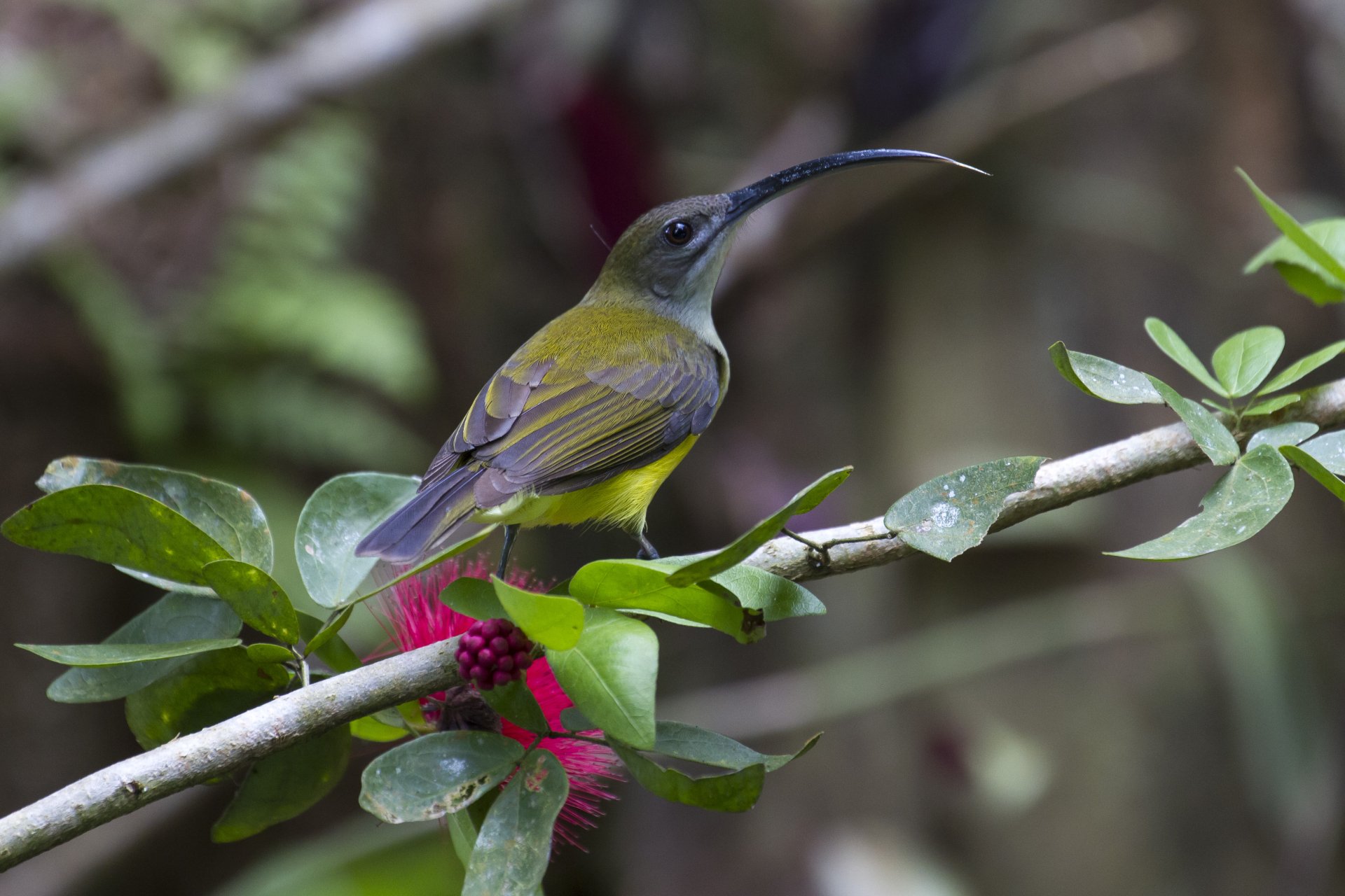 Download Malaysia Borneo Bird Animal Little Spiderhunter 4k Ultra HD Wallpaper