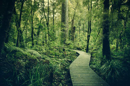 man made boardwalk HD Desktop Wallpaper | Background Image