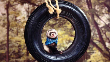 Animal ferret HD Desktop Wallpaper | Background Image