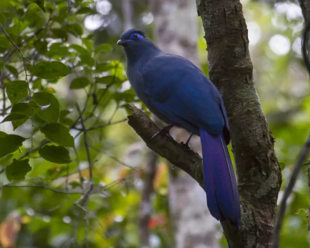 HD desktop wallpaper showing a Blue Coua cuckoo perched on a tree branch amidst green foliage.