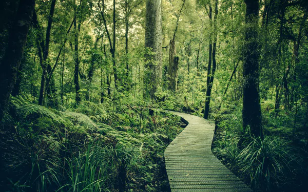 man made boardwalk HD Desktop Wallpaper | Background Image