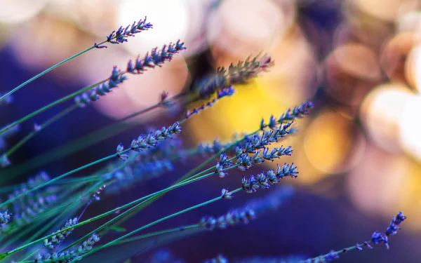 nature lavender HD Desktop Wallpaper | Background Image