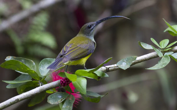  Arachnothera Longirosta