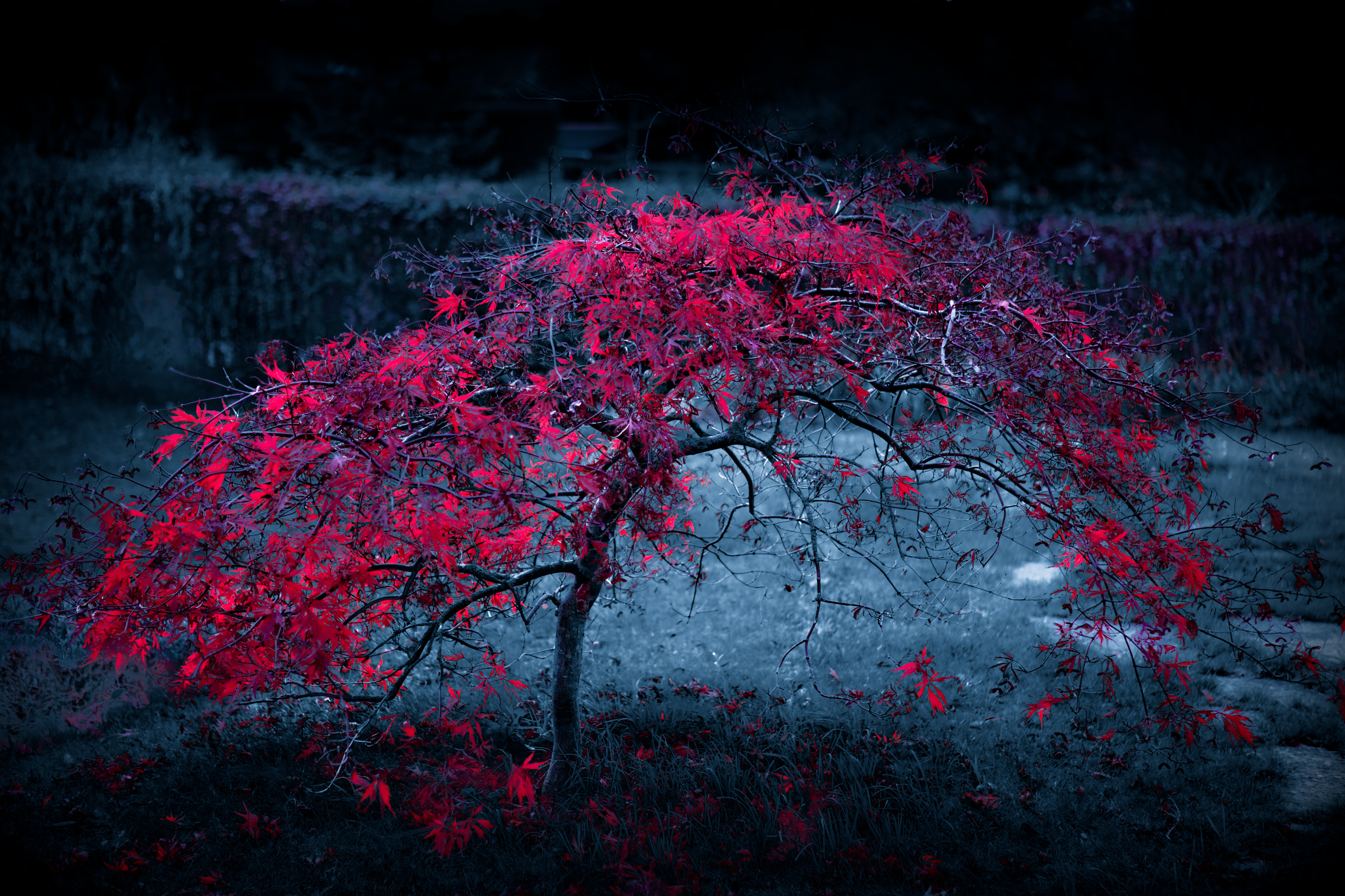 Red Tree by Nasser Osman
