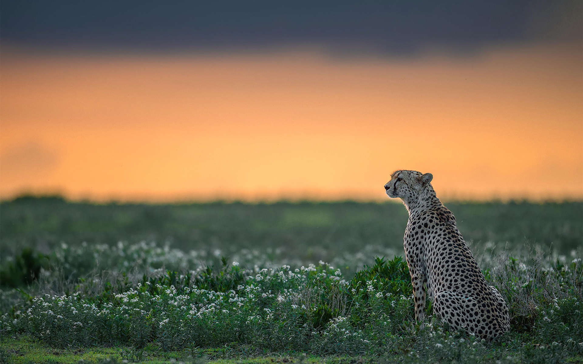 Tiere Gepard HD Wallpaper | Hintergrund