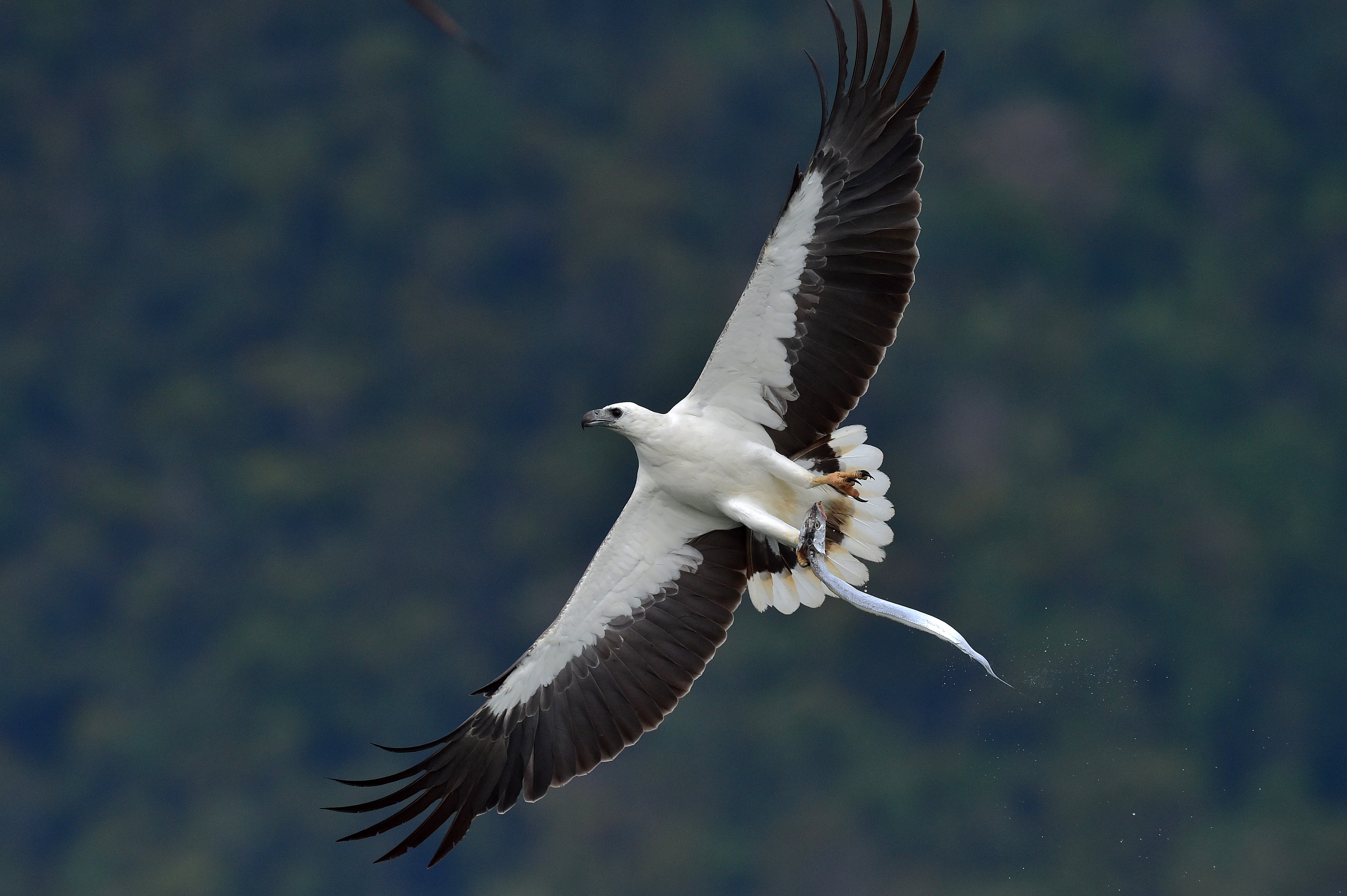 White bellied sea eagles hi-res stock photography and images - Alamy