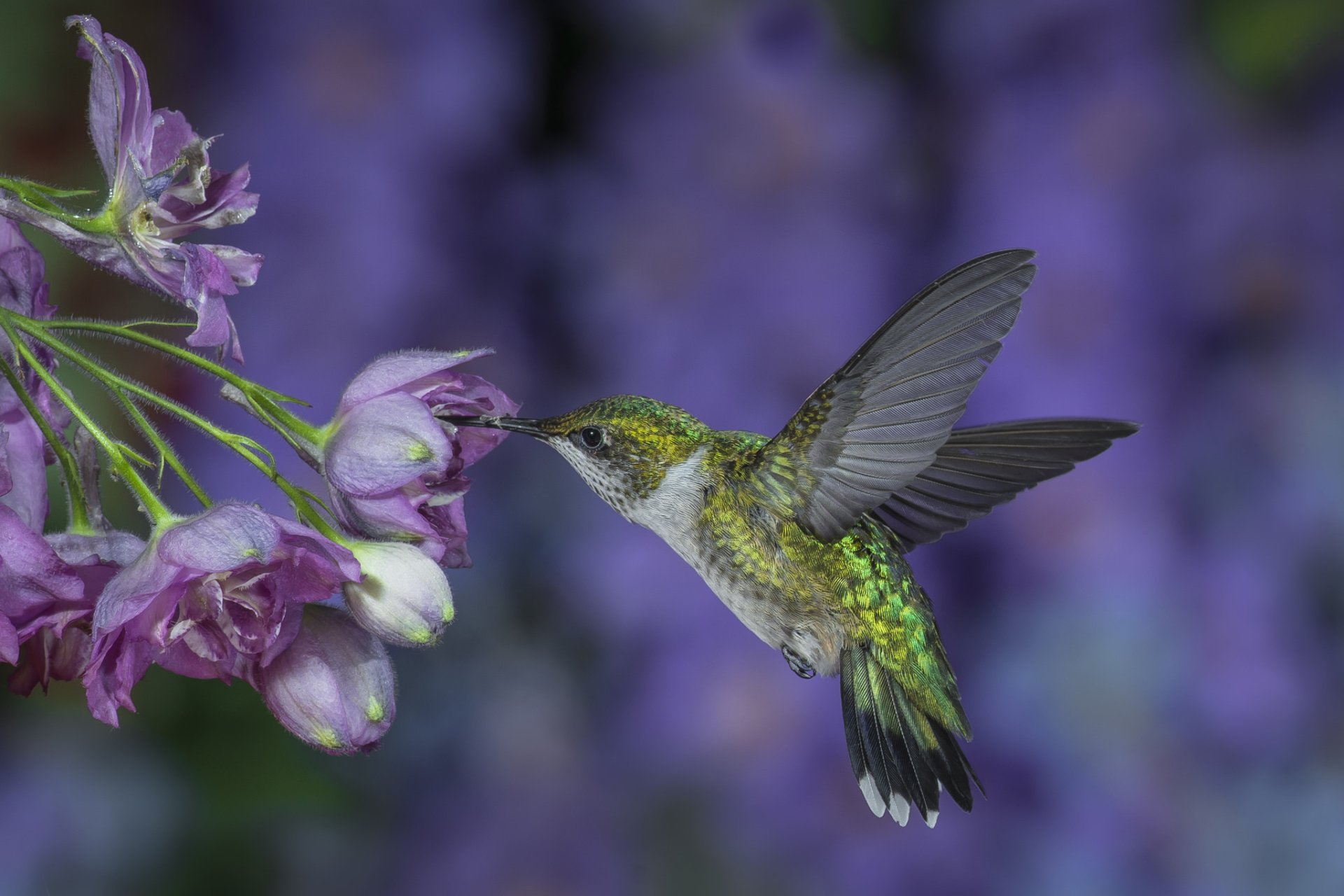 Colibri Full HD Fond d’écran and Arrière-Plan | 2048x1365 | ID:593113