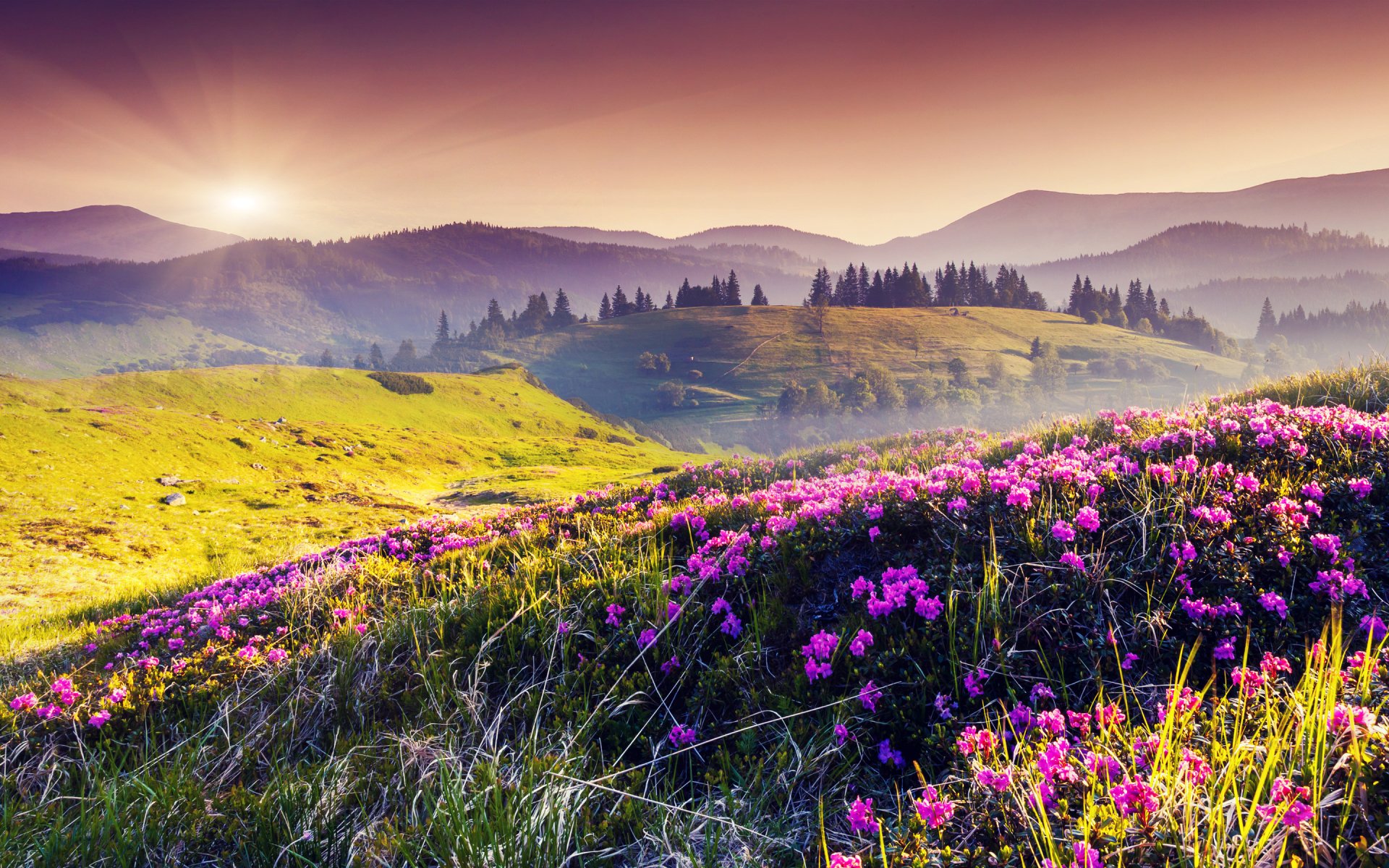 A vibrant landscape featuring a field of pink flowers bathed in sunlight, with distant mountains and a gentle haze, creates a captivating natural scene for your desktop.