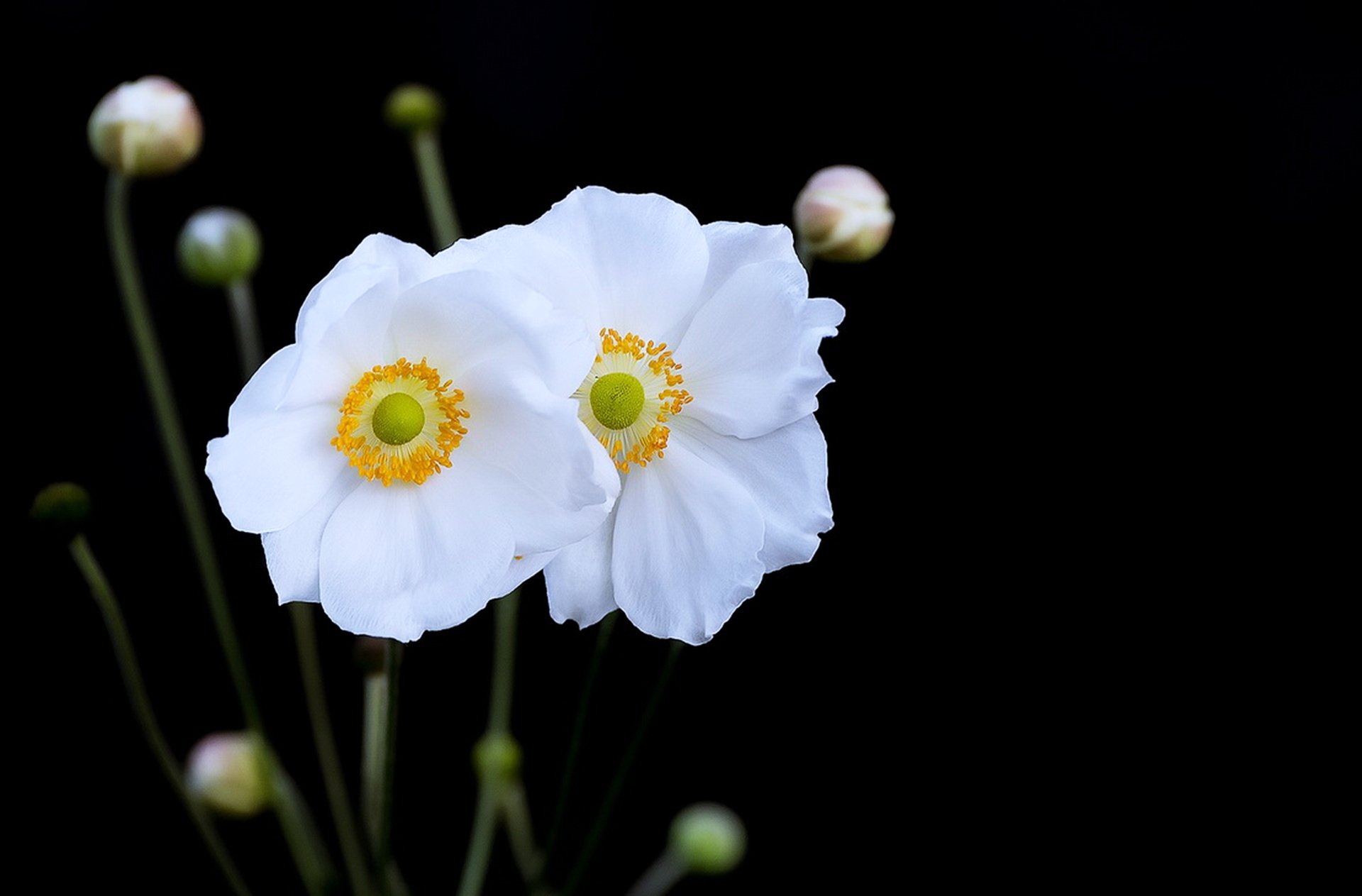 White Flowers 4k Ultra Hd Wallpaper And Background Image 3840x2526