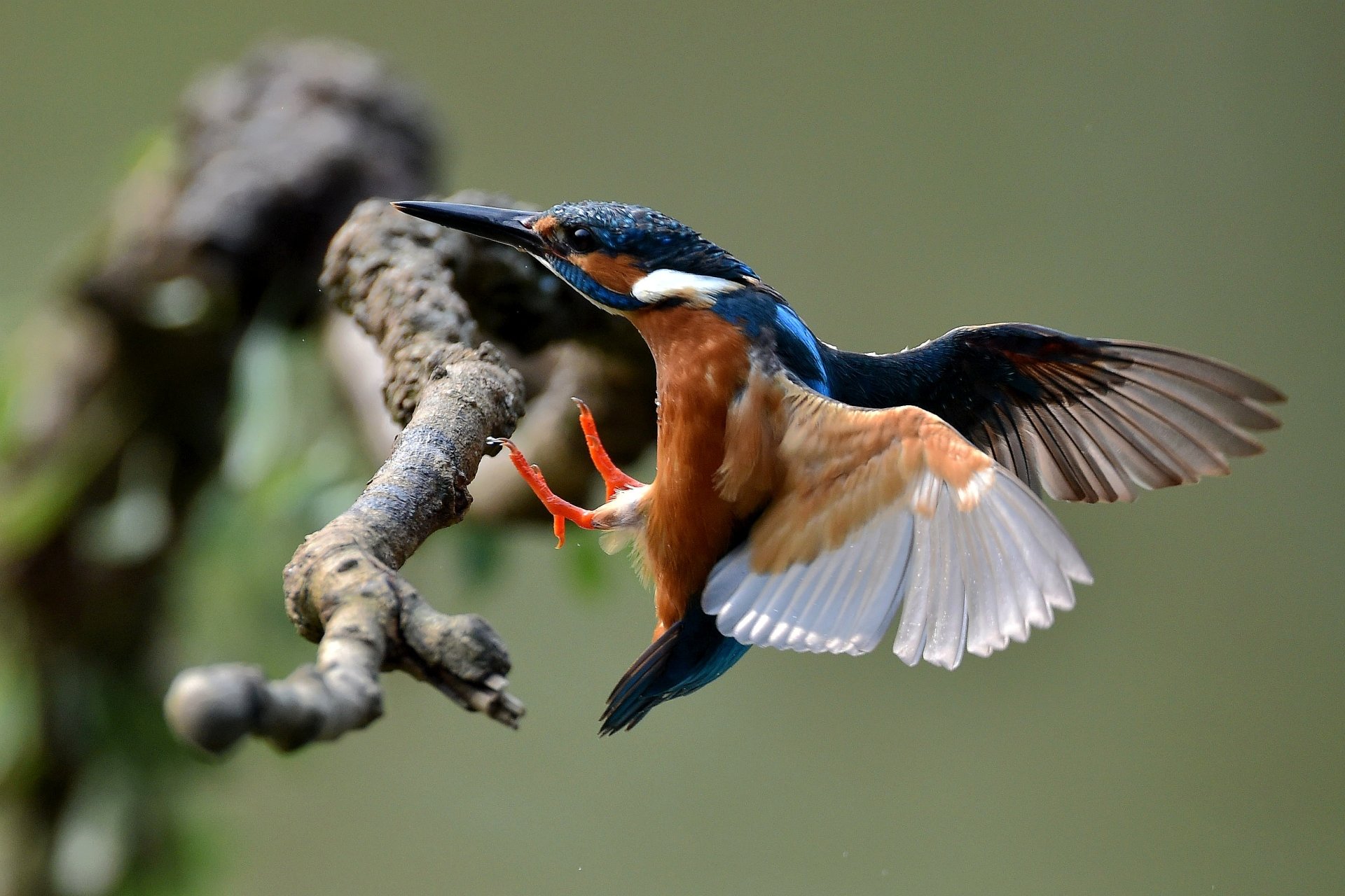 Download Wings Bokeh Branch Flight Bird Common Kingfisher Animal Kingfisher HD Wallpaper