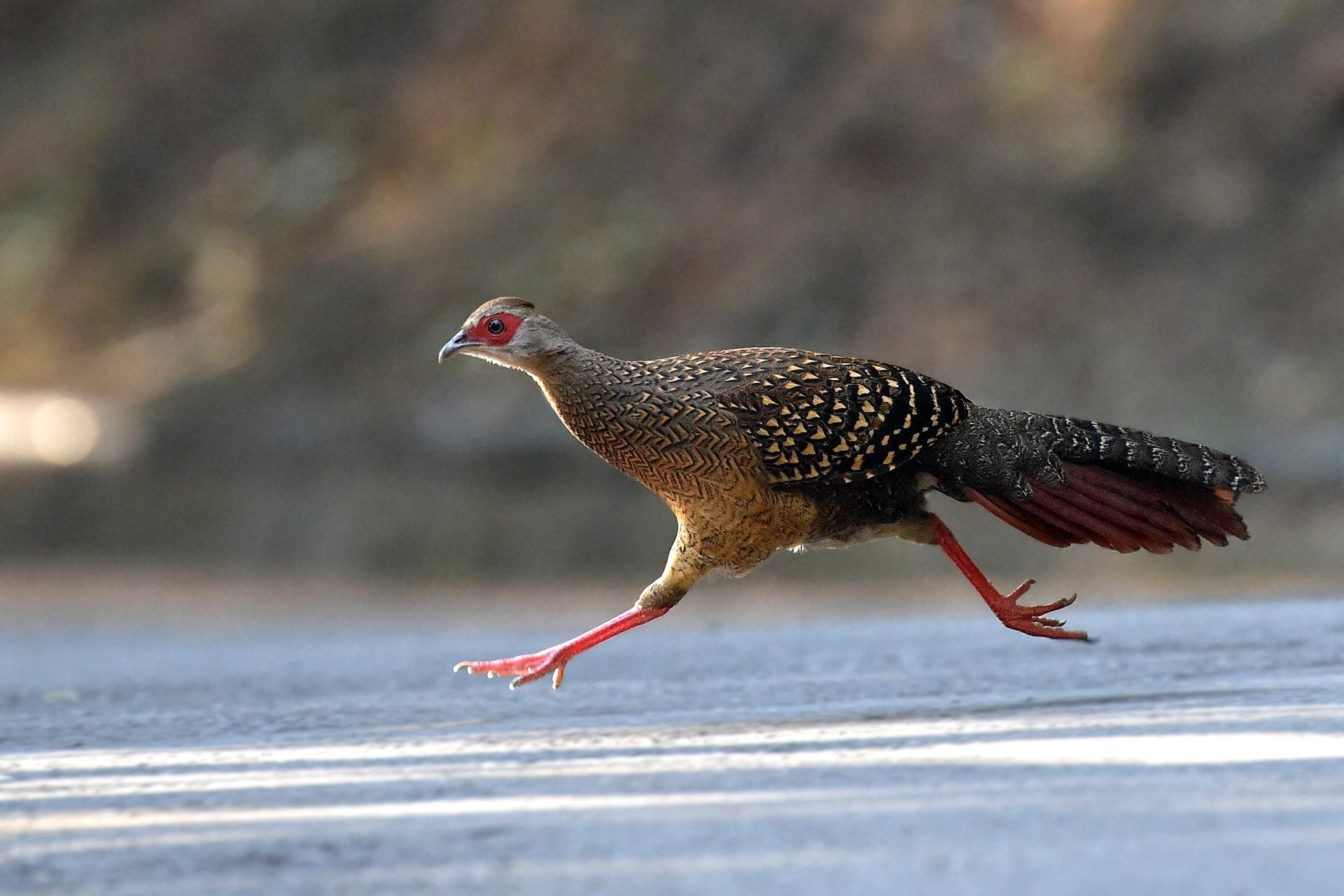 Swinhoe's Pheasant Wallpapers