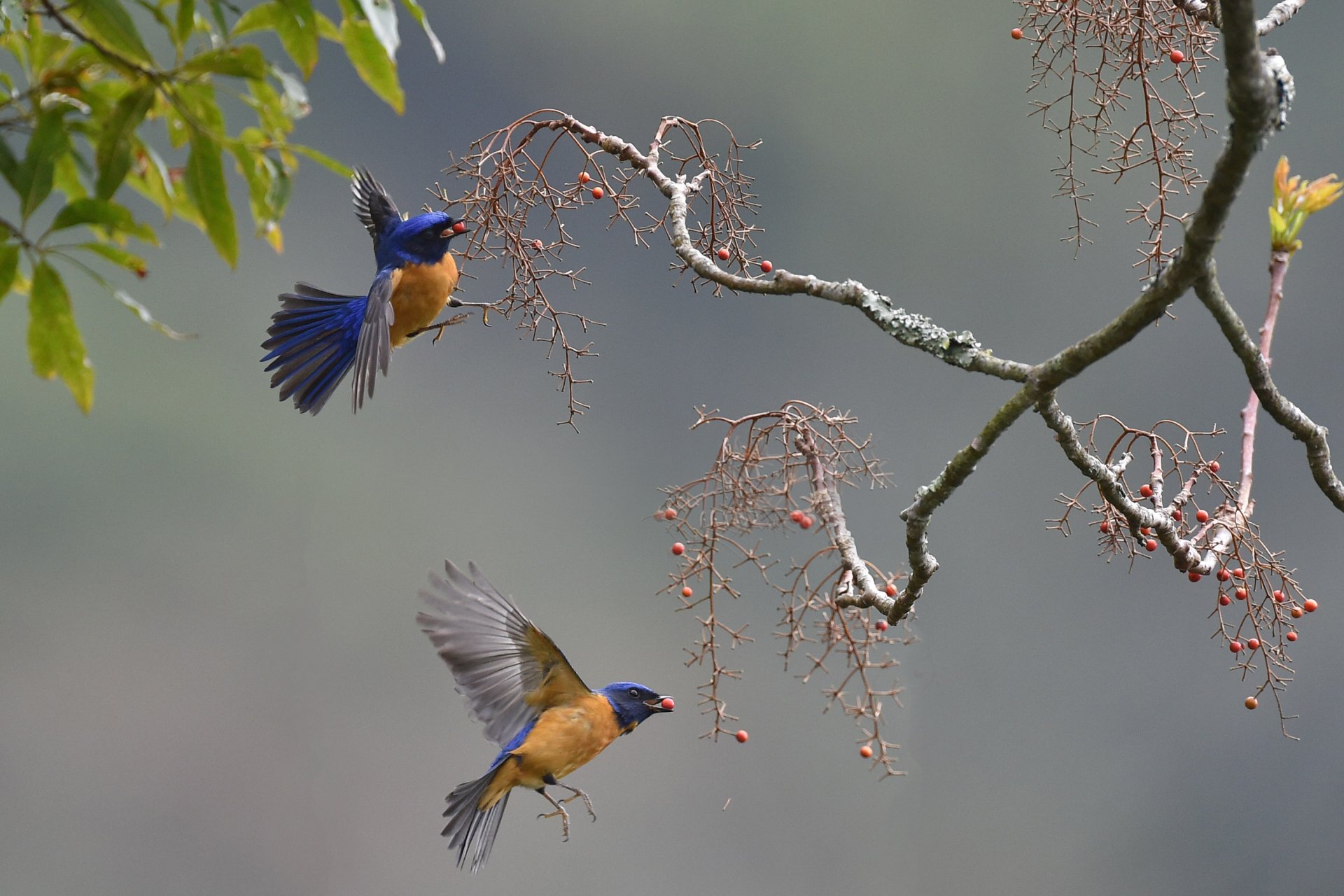 Download Vivid Niltava Branch Niltava Animal Flycatcher HD Wallpaper
