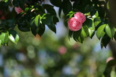 Pink camellia bloom among glossy leaves with soft bokeh, a spring nature scene — 4K Ultra HD PC desktop wallpaper and background.